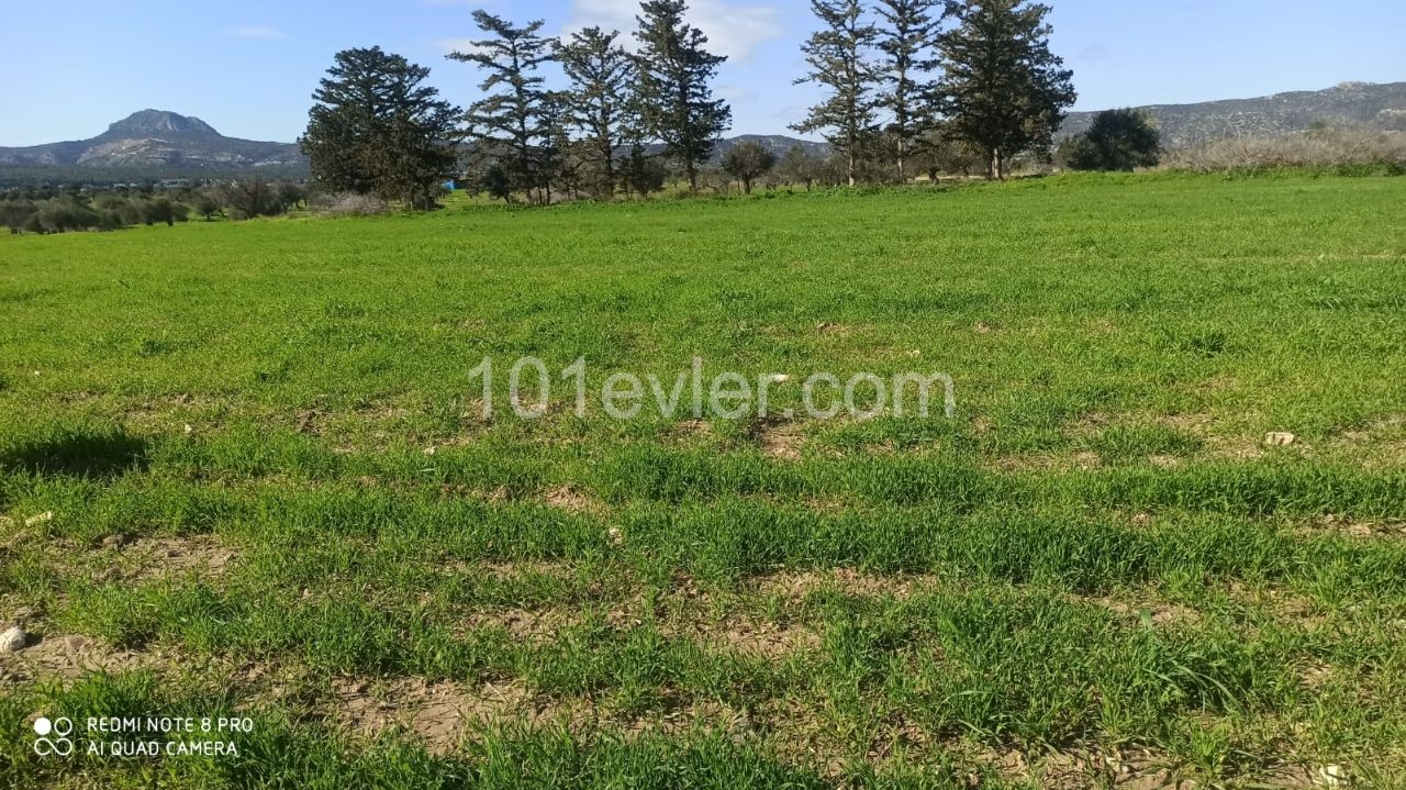 SHOCK PRICE, 8 DOLLARS, 1 EVLEK LAND IN İSKELE BÜYÜKKONUK, SUITABLE FOR AGRICULTURE ** 