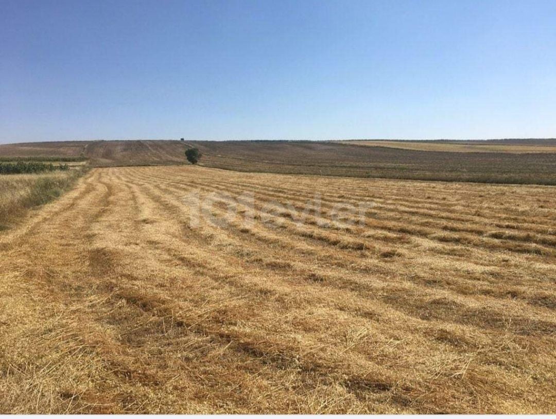 روستای فاماگوستا کبوترینلیک 25 هکتار زمین کشاورزی ** 