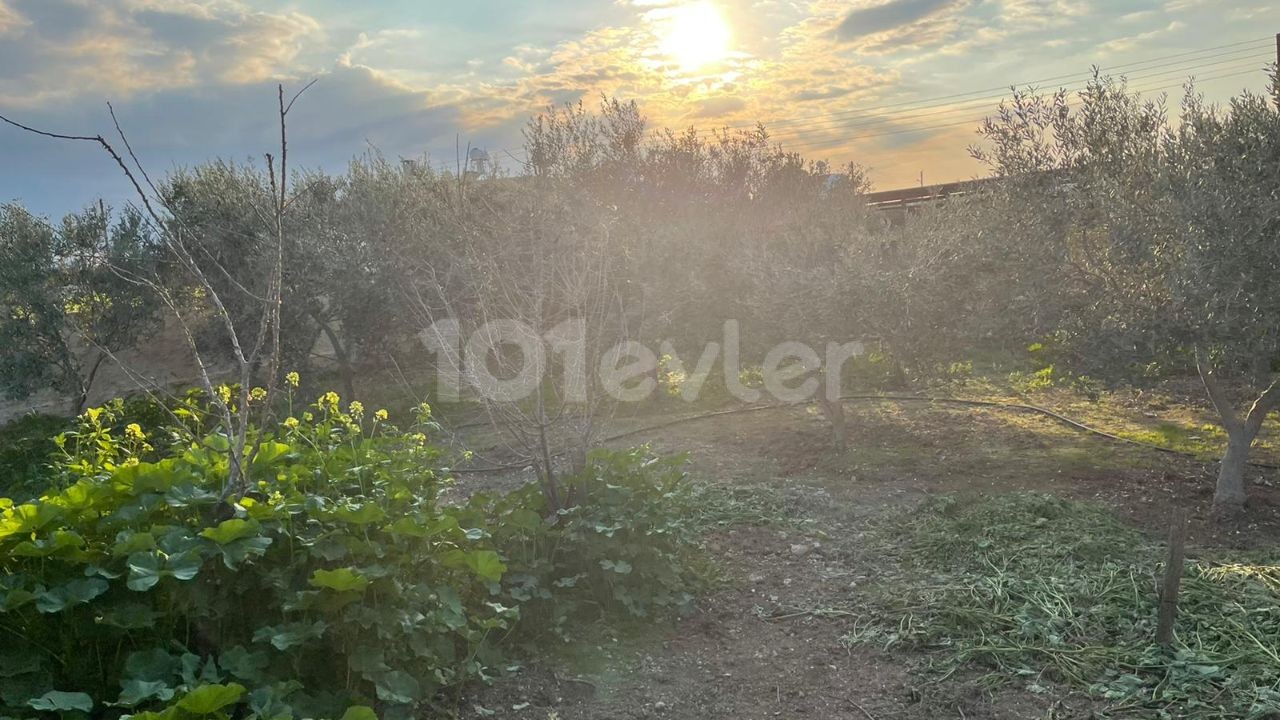 EINFAMILIENHAUS MIT GARTEN IN 1 HEKTAR LAND IM DORF FAMAGUSTA MUTLUAKA ** 