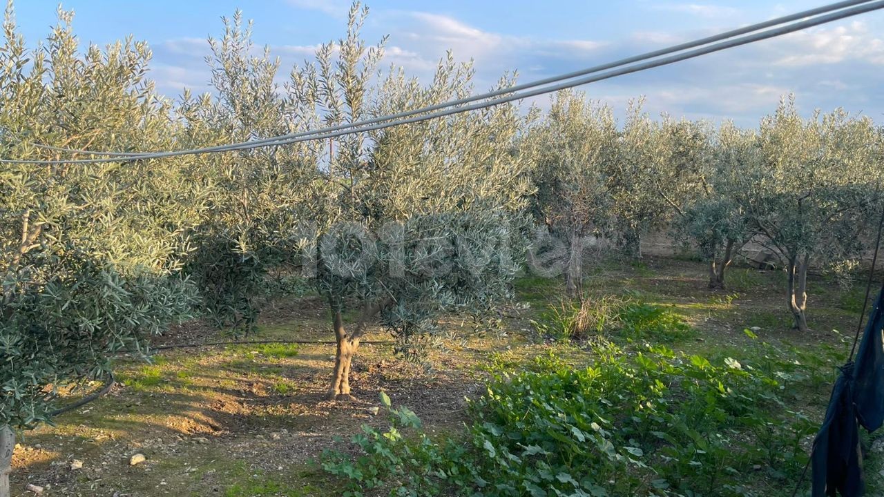 EINFAMILIENHAUS MIT GARTEN IN 1 HEKTAR LAND IM DORF FAMAGUSTA MUTLUAKA ** 