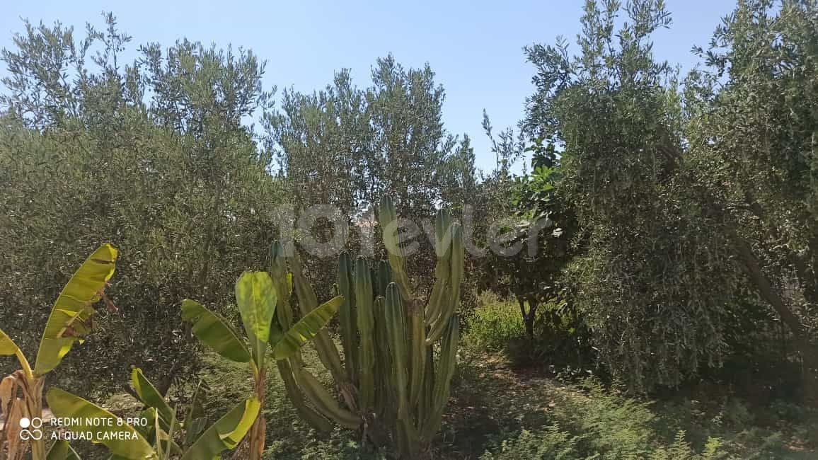 A DETACHED HOUSE WITH A GARDEN ON 1 ACRE OF LAND IN THE VILLAGE OF FAMAGUSTA MUTLUYAKA ** 