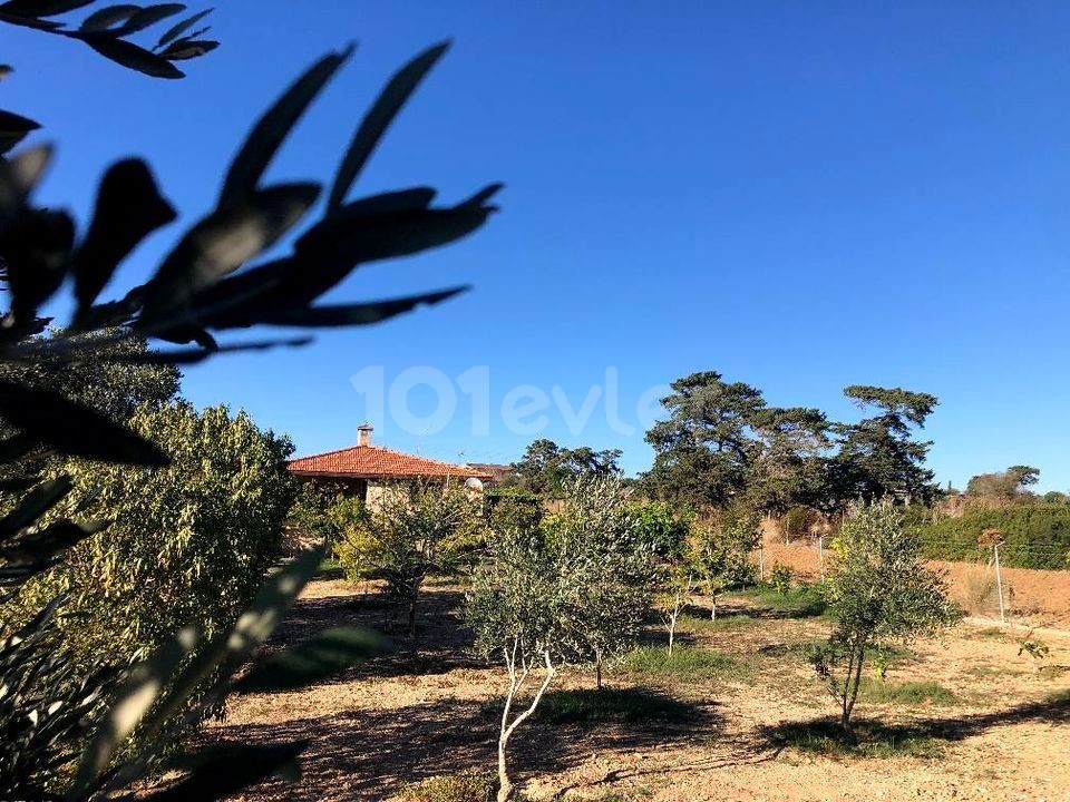 STONE HOUSE IN 1 ACRE OF LAND IN DIPKARPAZ VILLAGE 