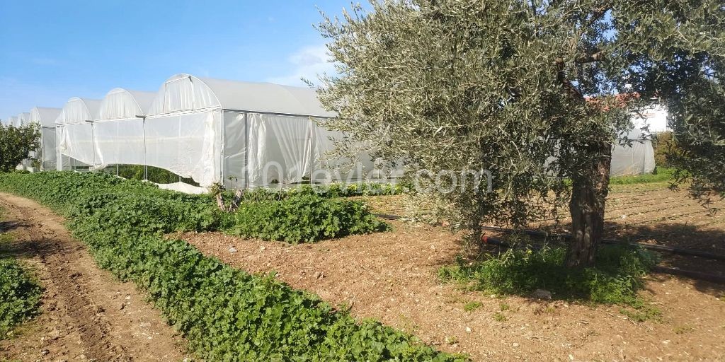 4 Decares of land for sale in Çatalköy ** 