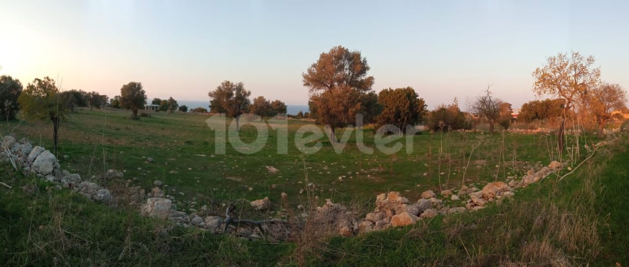 GRUNDSTÜCK ZUM VERKAUF IM DORF İSKELE SİPAHİ