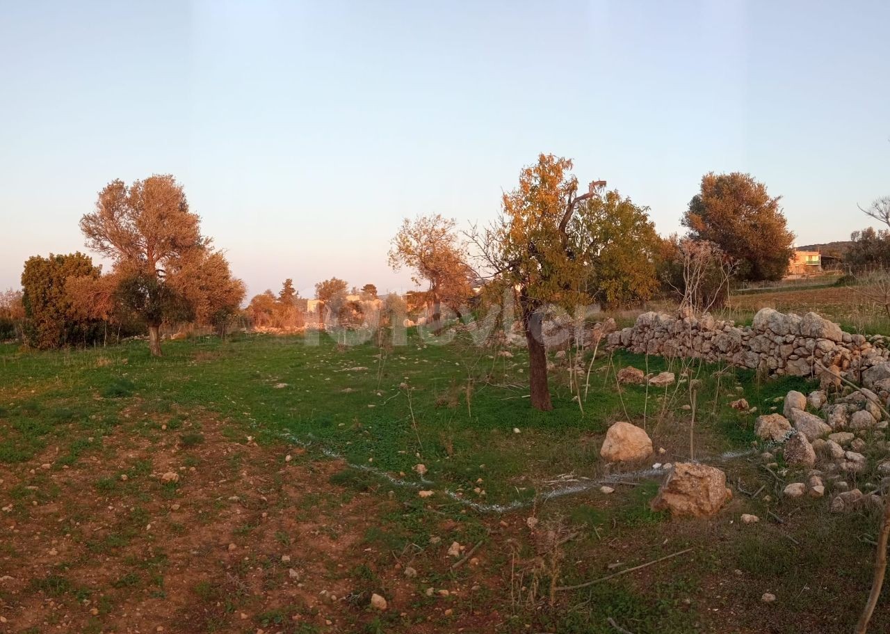 GRUNDSTÜCK ZUM VERKAUF IM DORF İSKELE SİPAHİ