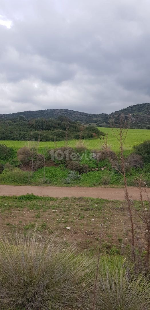 Iskele Balalan mountain view land for sale (open for development)