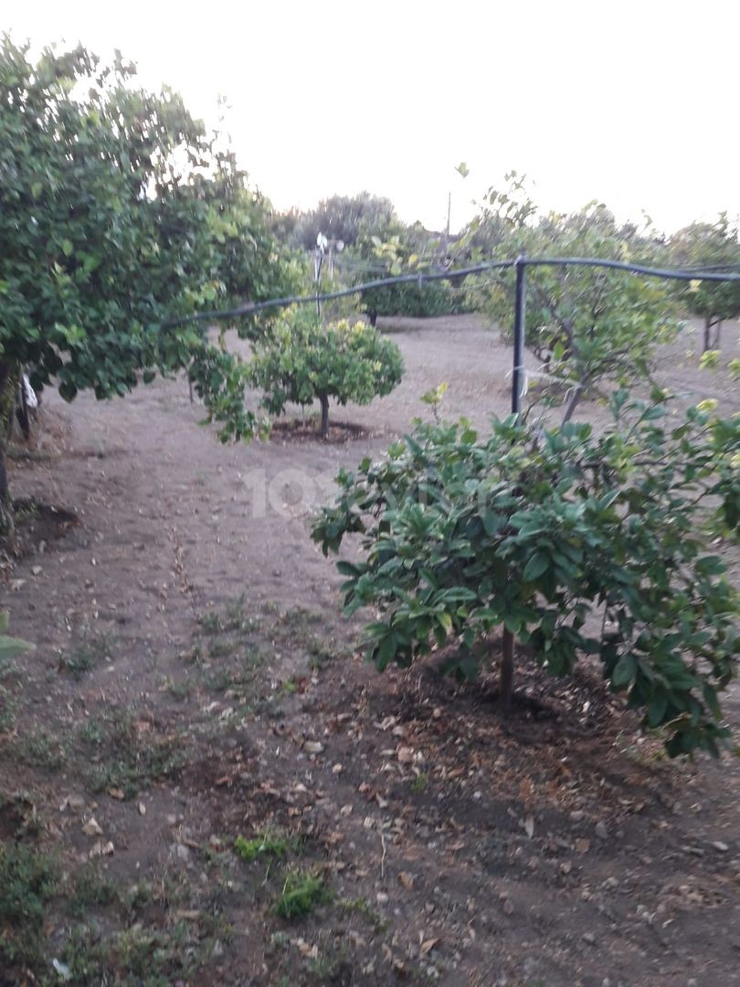 خانه مستقل برای فروش در روستای iskele kumyalı