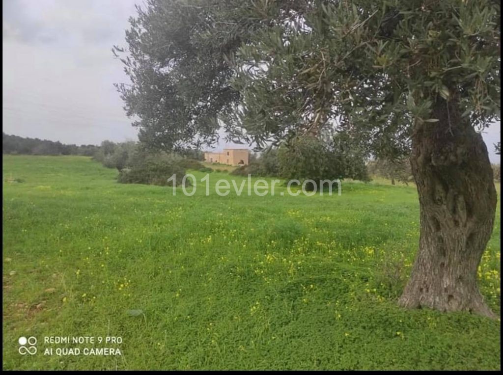 6 Acres of Land for Sale at an Affordable Price in Sipahi ** 