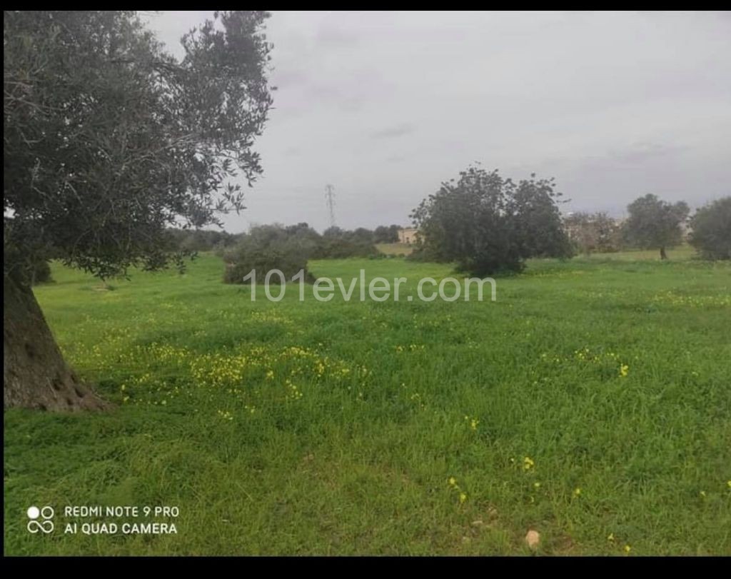 6 Acres of Land for Sale at an Affordable Price in Sipahi ** 