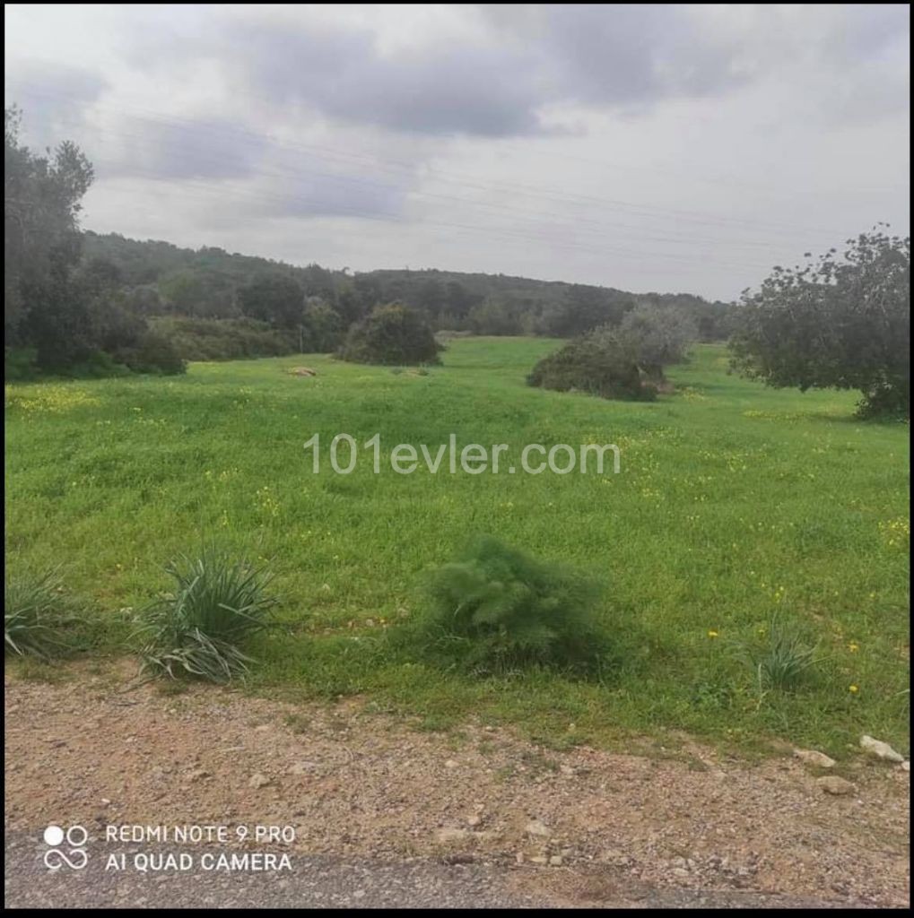 6 Acres of Land for Sale at an Affordable Price in Sipahi ** 