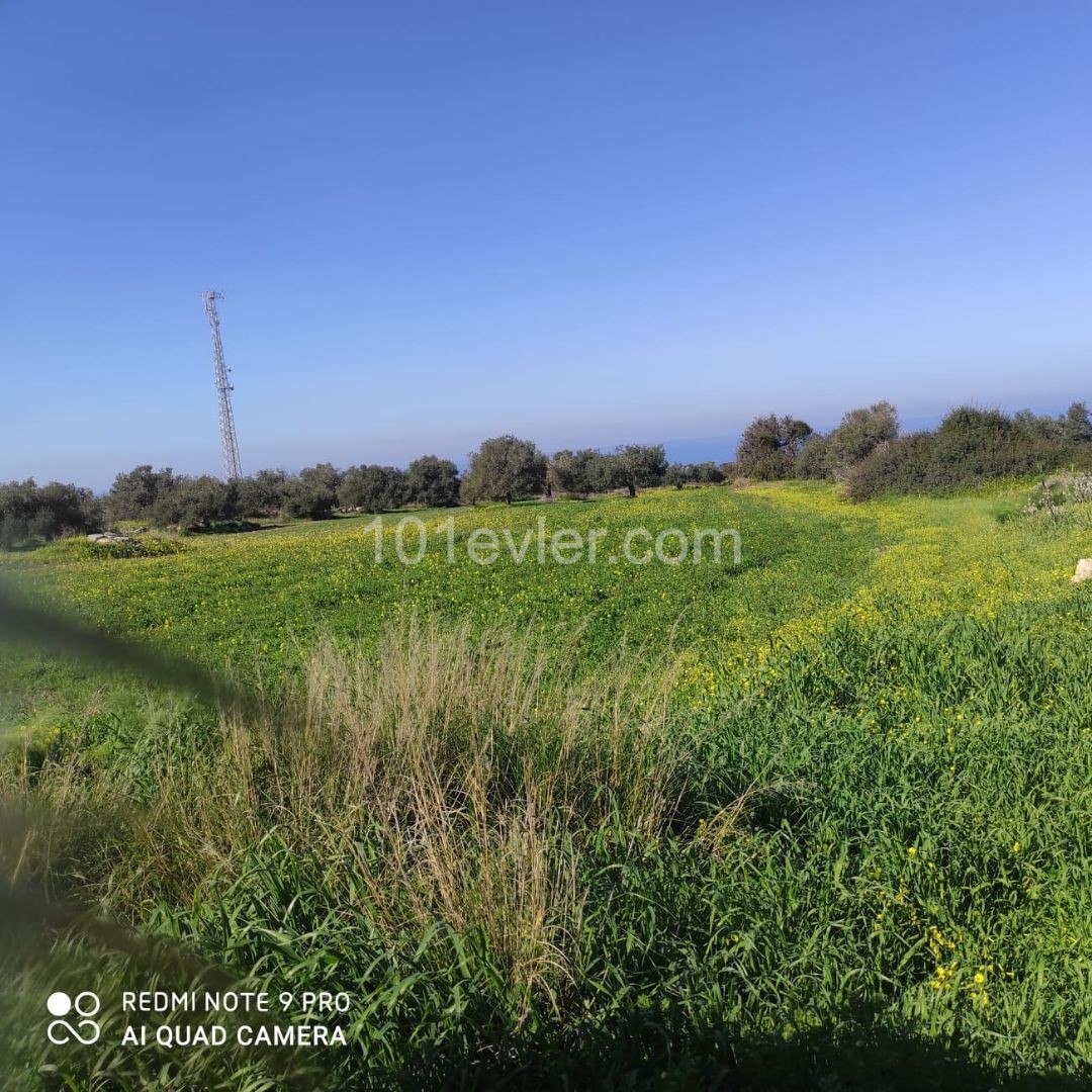 1 Acre 1 house 1200 square feet of Land for Sale in SIPAHI ** 