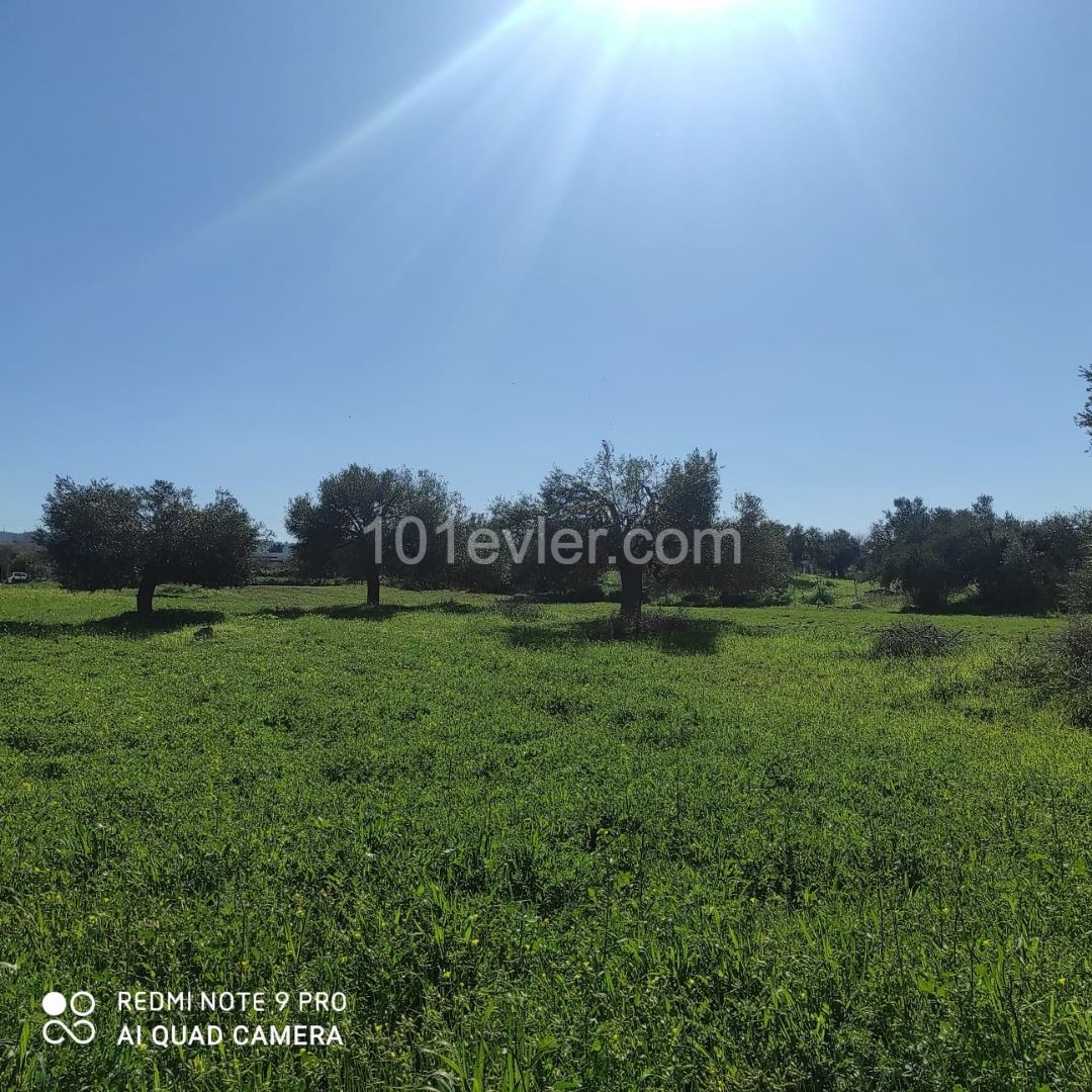 1 Acre 1 house 1200 square feet of Land for Sale in SIPAHI ** 