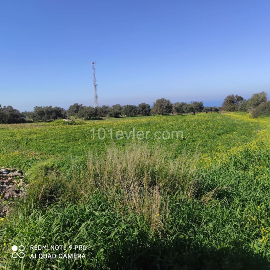 Field For Sale in Sipahi, Iskele