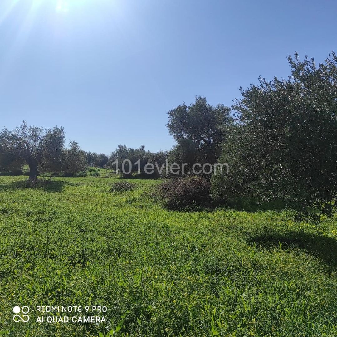 Field For Sale in Sipahi, Iskele