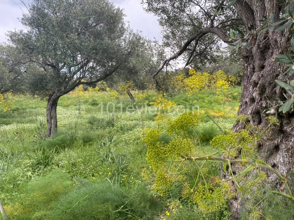 Yeni Erenköy'de 1 donum Satılık Arazi!