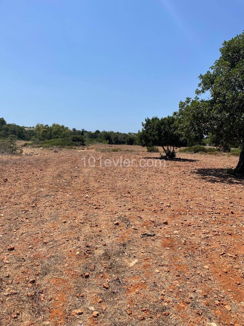 1 Hektar Land zum Verkauf in Yenierenköy ** 