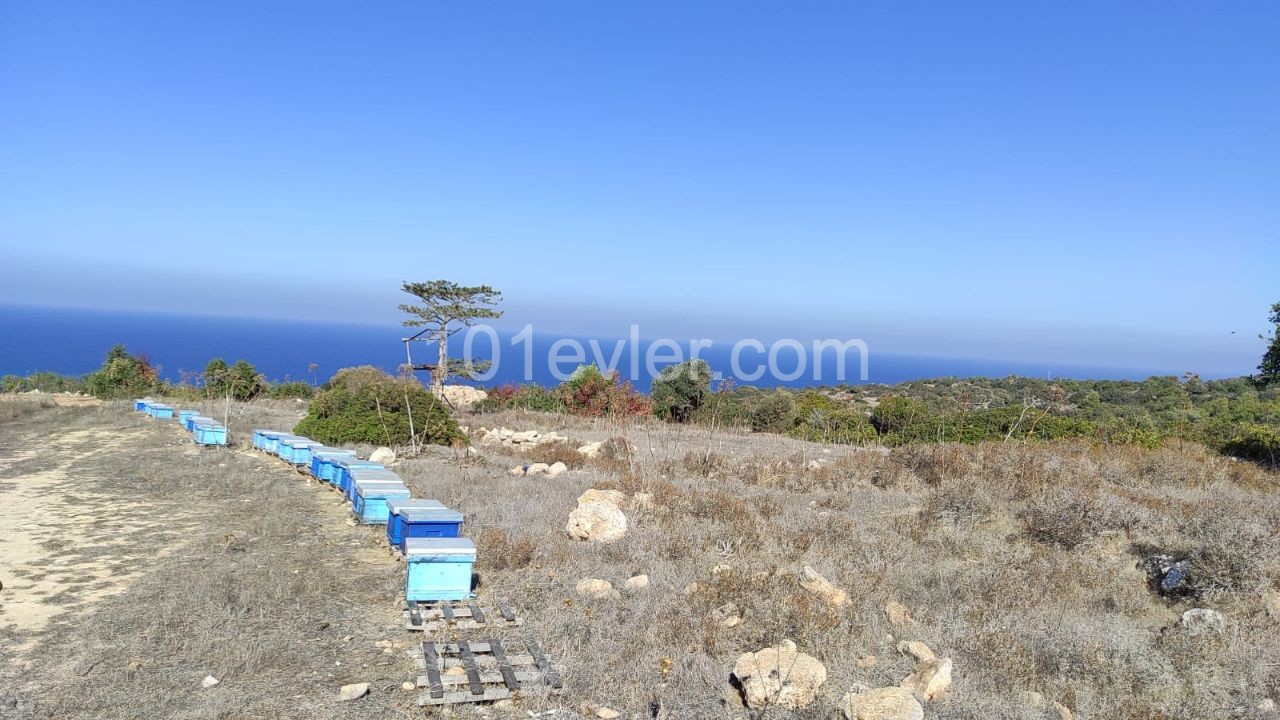 Residential Zoned Plot For Sale in Sipahi, Iskele