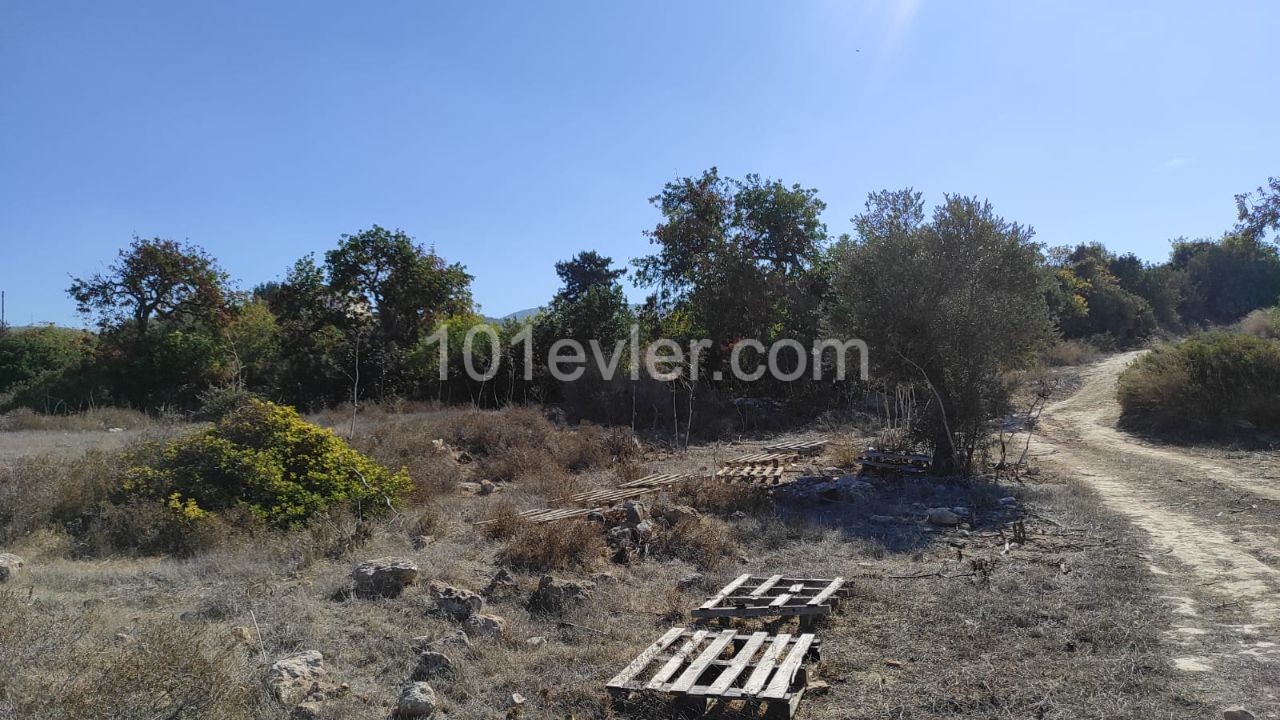 Land for sale with sea view in Sipahi!