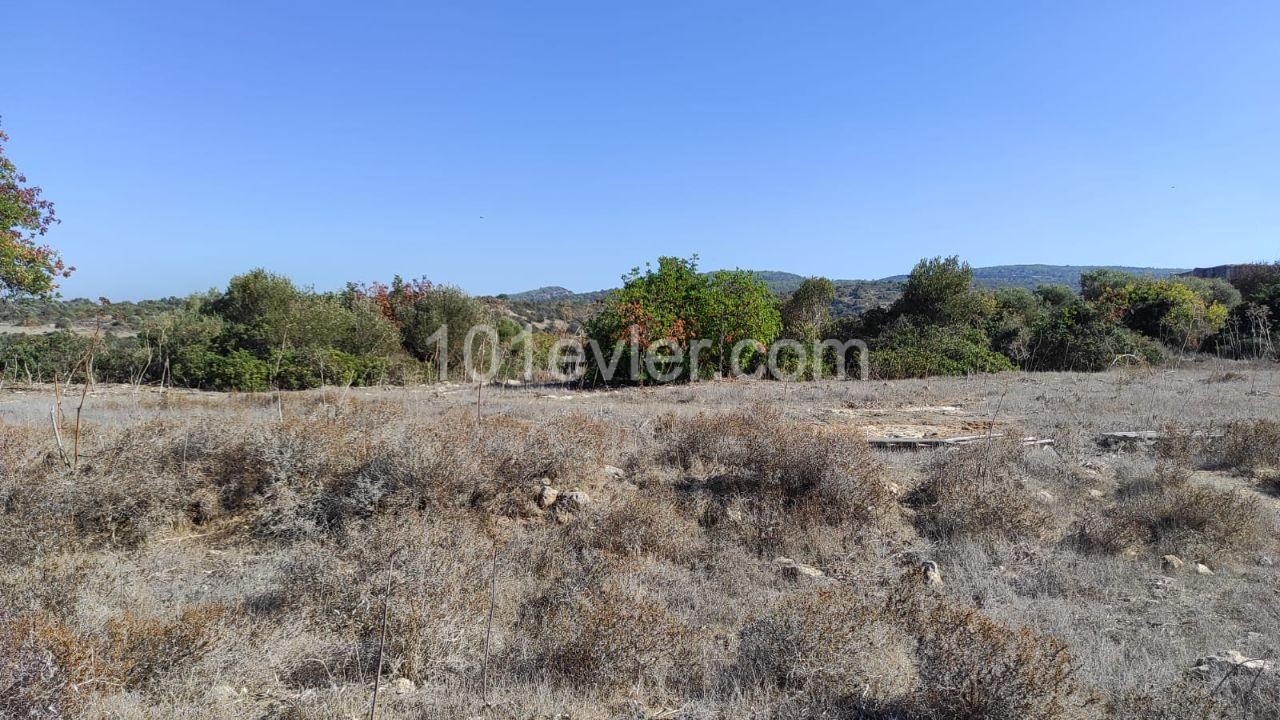 Land for sale with sea view in Sipahi!