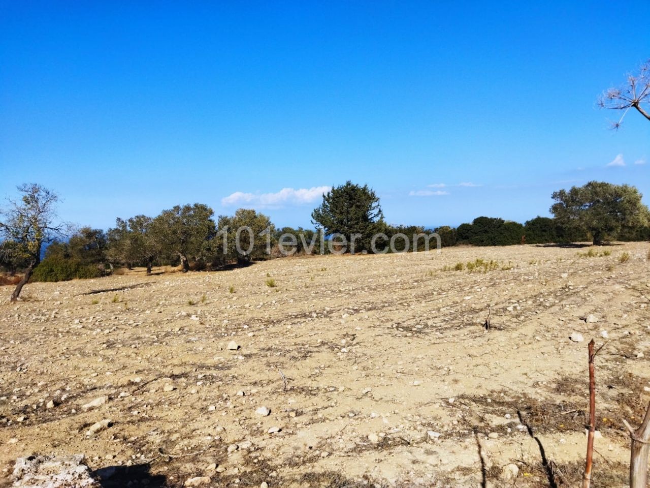 Land for sale with sea view in Sipahi!