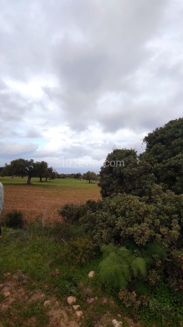 2 Hektar Land Zum Verkauf In Sipahi ** 