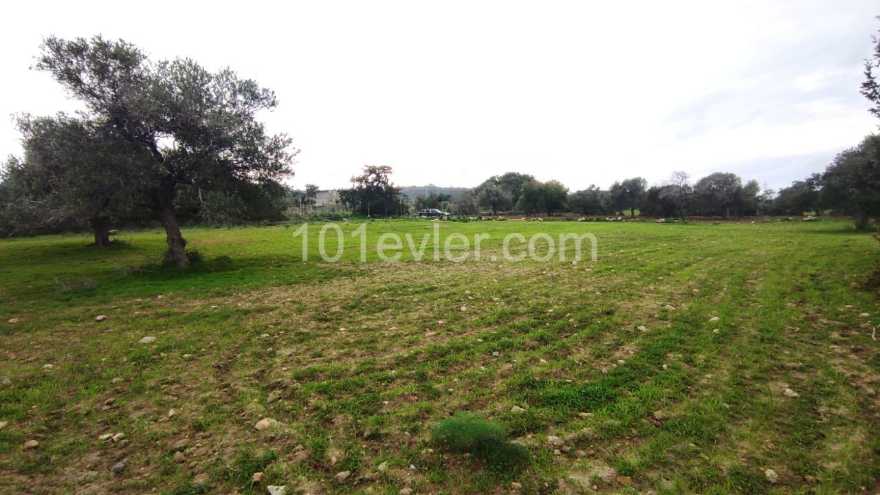 Land for sale with sea view in Sipahi!