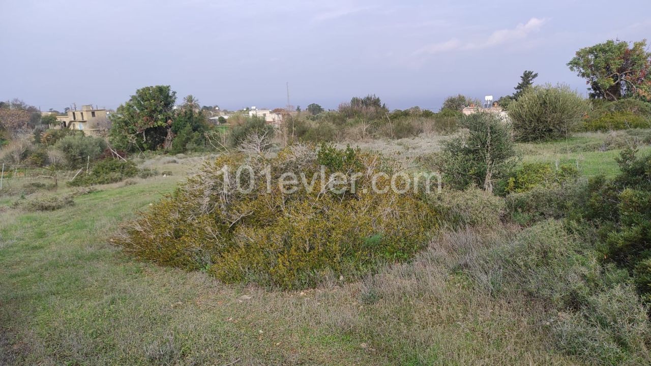 4 Decares of 1 Evlek Land for Sale in Sipahi!