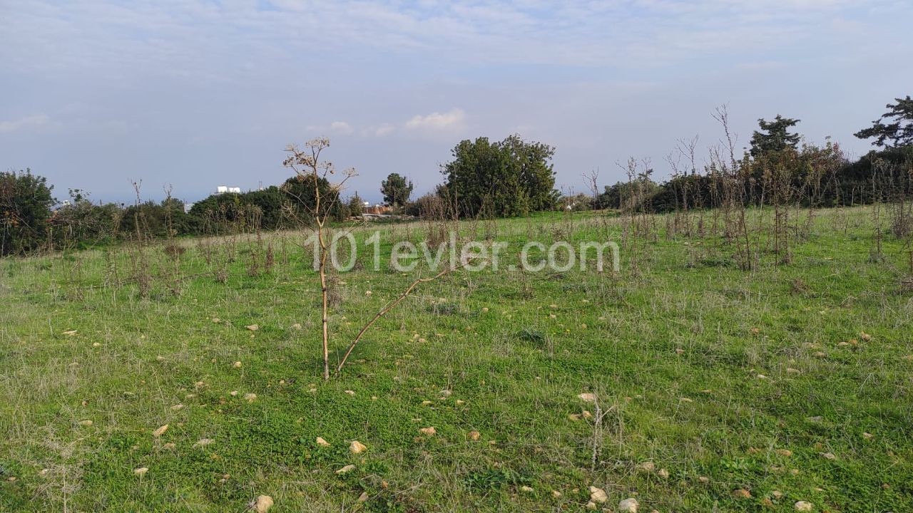 4 Decares of 1 Evlek Land for Sale in Sipahi!