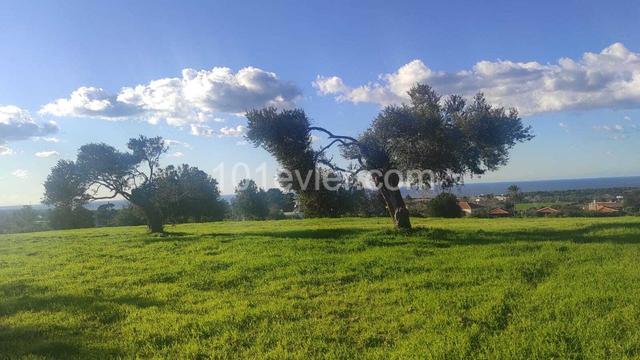 18 Hektar Land mit zonierten und Meerblick zum Verkauf in Dipkarpaz ** 