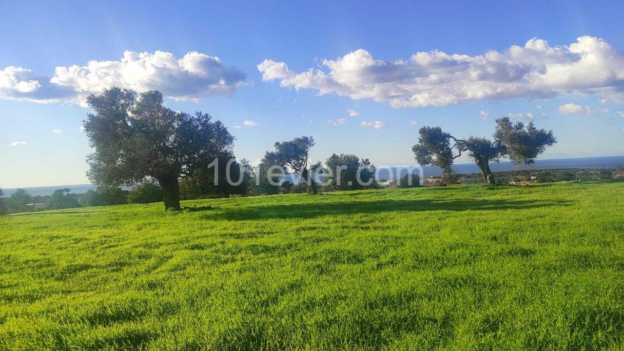 18 acres of land with sea view and zoned for sale in Dipkarpaz ** 