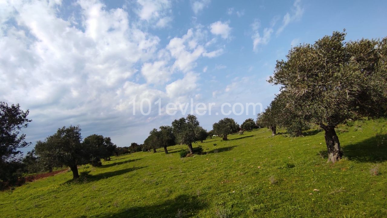 1 Hektar 2-Haus-Grundstück zum Verkauf in Dipkarpaz ** 