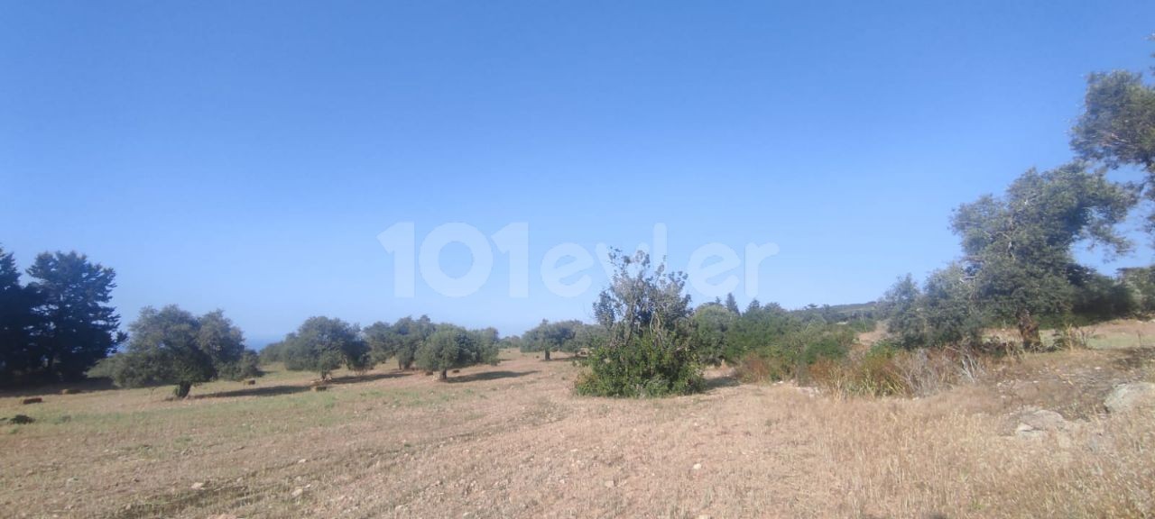 7 ACRES OF 1 HOUSE LAND FOR SALE IN ISKELE-SIPAHI ** 