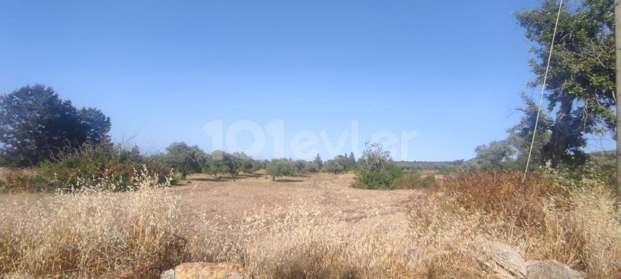 7 ACRES OF 1 HOUSE LAND FOR SALE IN ISKELE-SIPAHI ** 