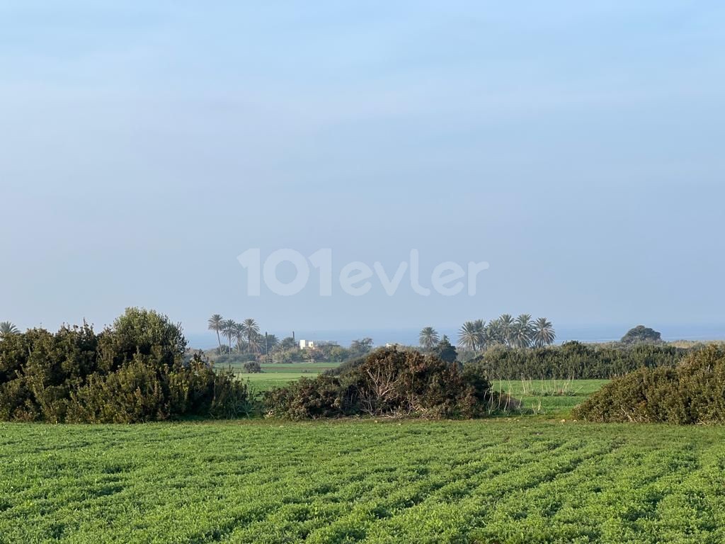 Поле Продается in Yeni Erenköy, Искеле