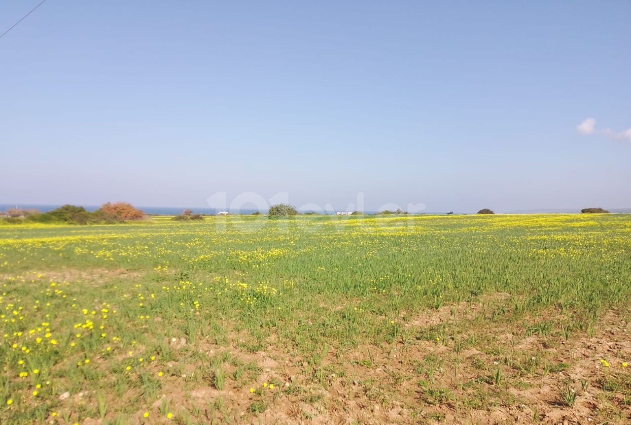 12 Hektar 1 Evlek-Grundstück zum Verkauf mit Meerblick in Yeni Erenköy