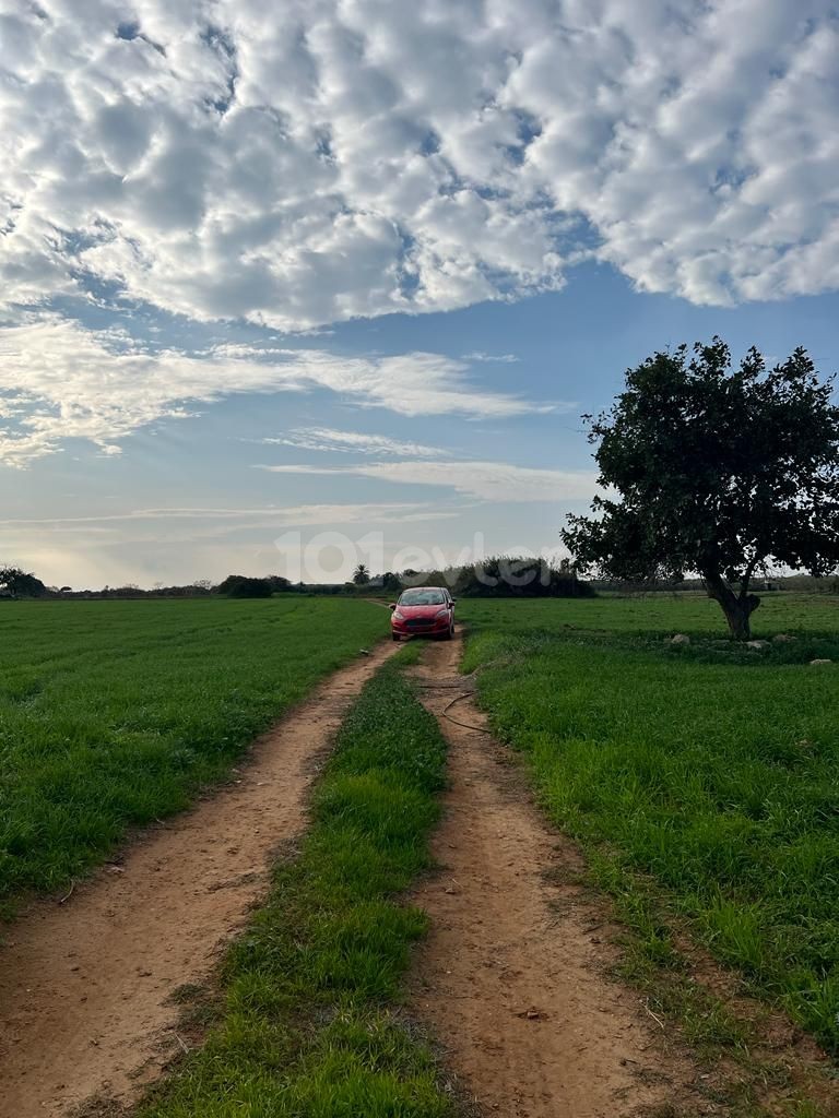 2 هکتار زمین برای فروش در Yenierenköy