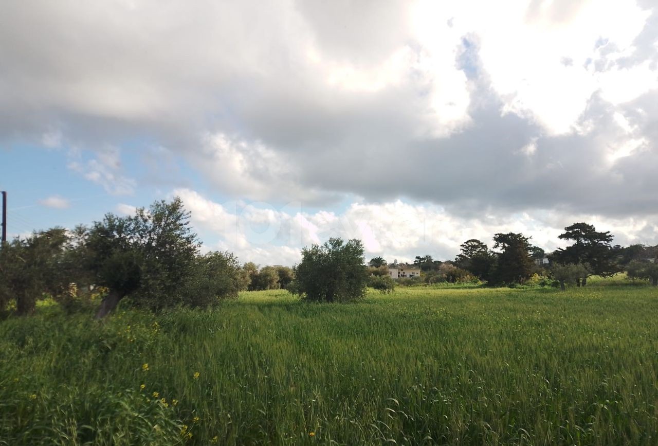 Feld Kaufen in Yeni Erenköy, Iskele