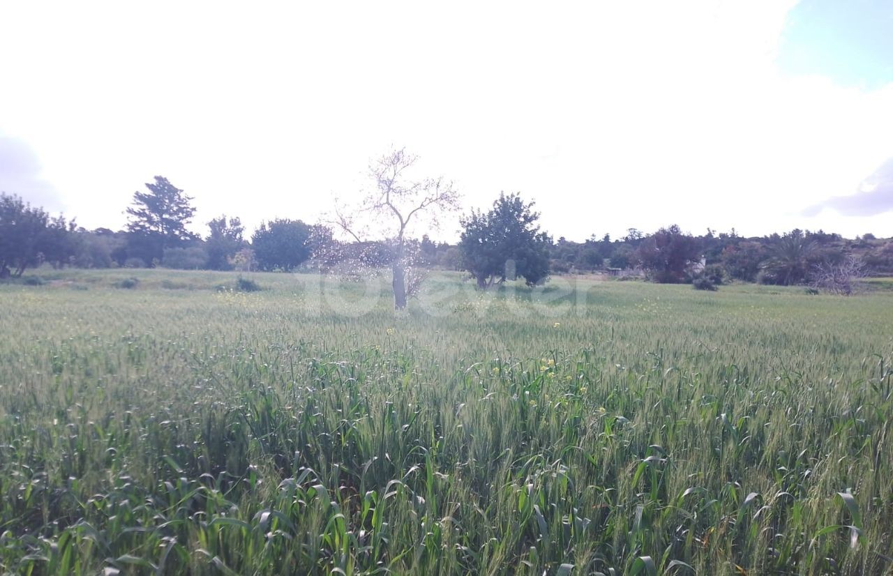 Feld Kaufen in Yeni Erenköy, Iskele