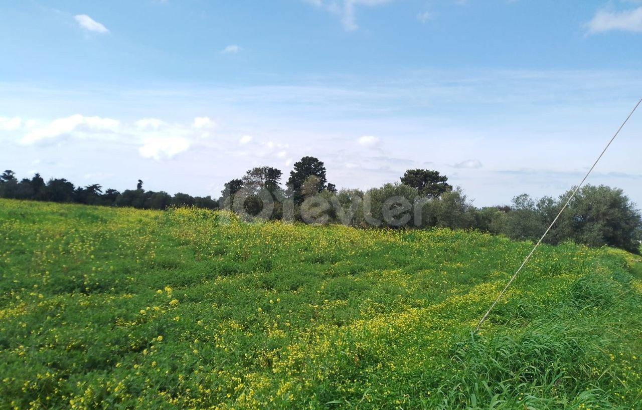 Zu verkaufen in Yeni Erenköy Zoneneinteilung, Natur und Meerblick 1 Acre 2 Häuser Land