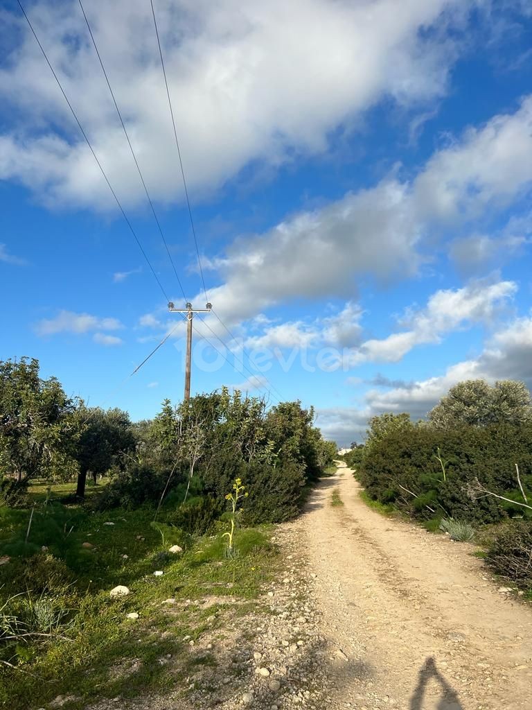 2 acres 1 house land for sale in Dipkarpaz