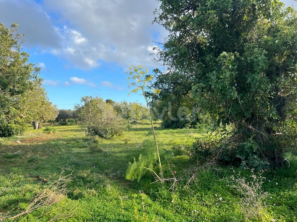 رشته برای فروش in Dipkarpaz, ایسکله