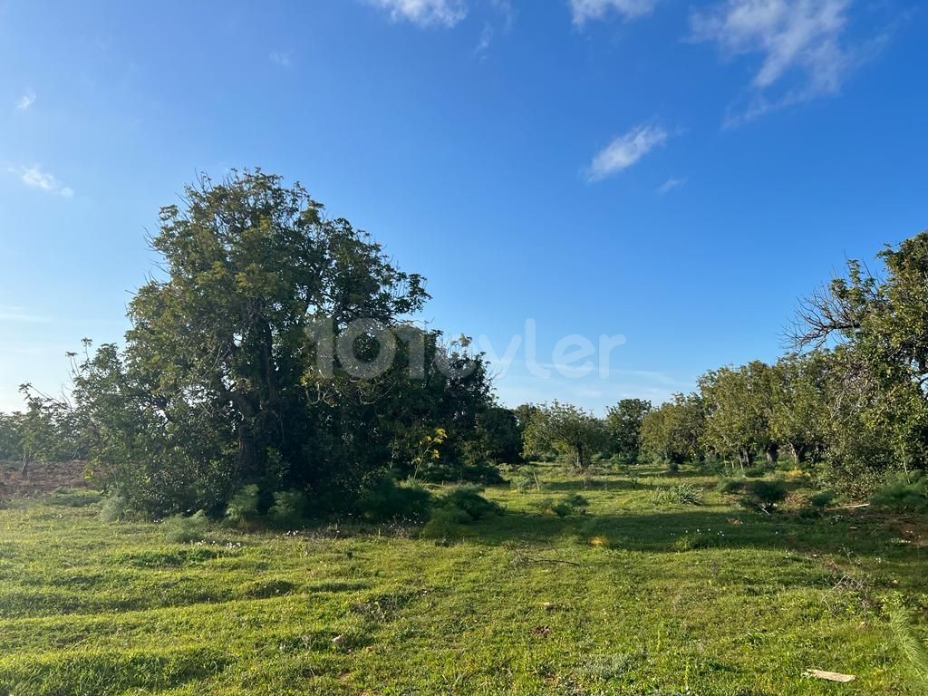 2 acres 1 house land for sale in Dipkarpaz