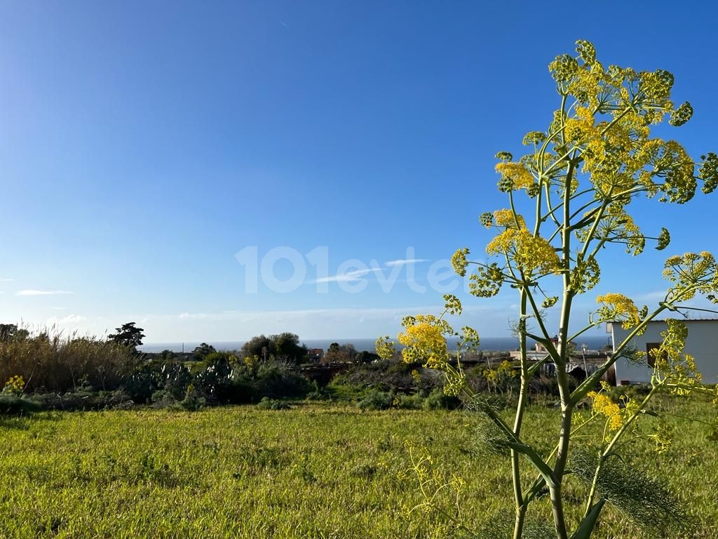 Zoned 1 acre 2 houses land for sale in Yeni Erenköy