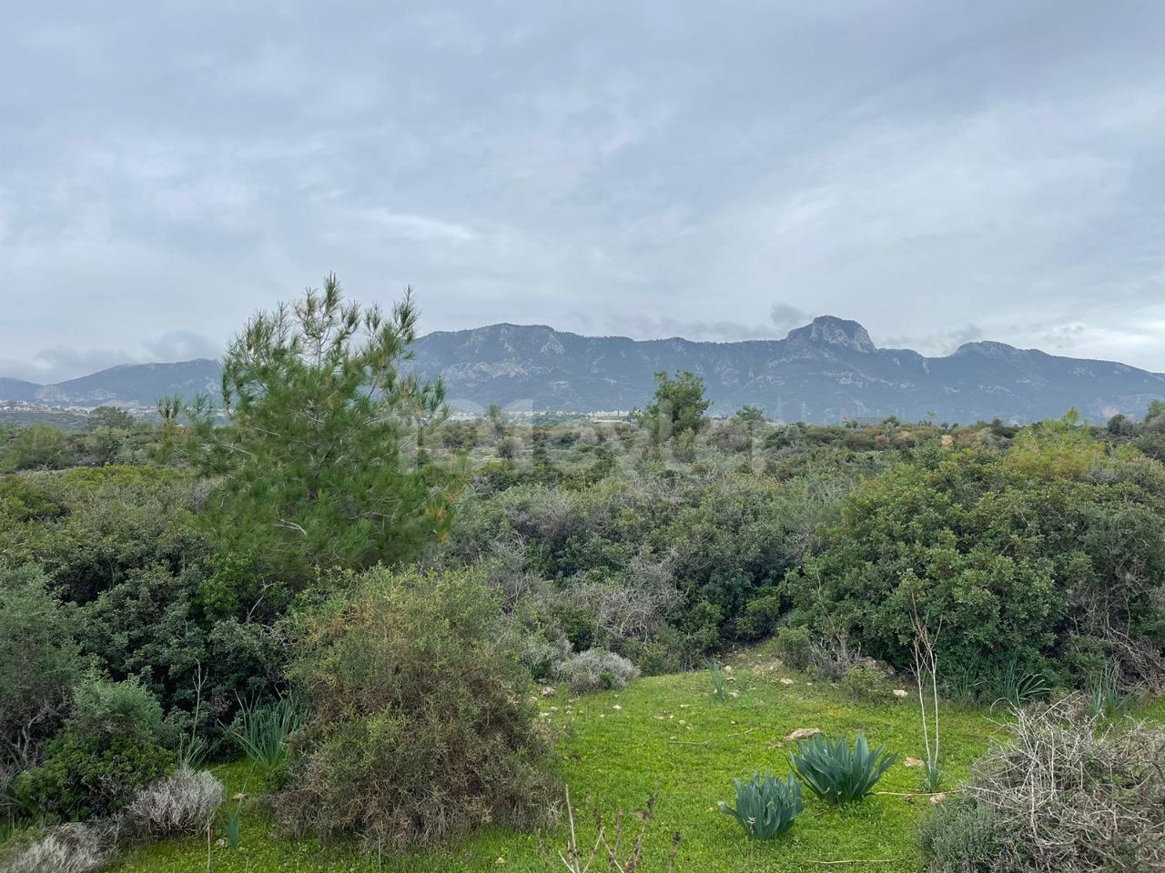 Girne Çatalköy'de Satılık 4 Dönüm 1 Evlek Arazi