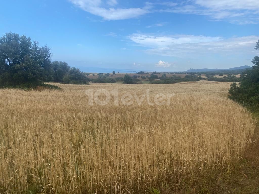 19 acres and 3 houses all zoned land for sale in kaplıca 