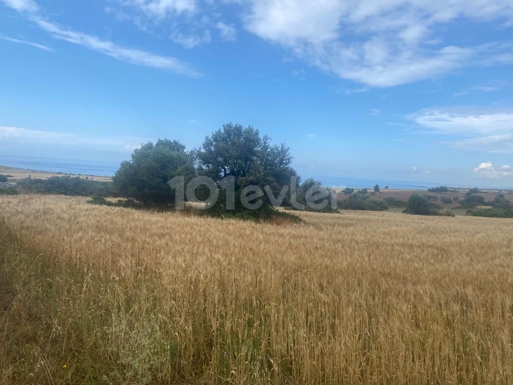 19 acres and 3 houses all zoned land for sale in kaplıca 