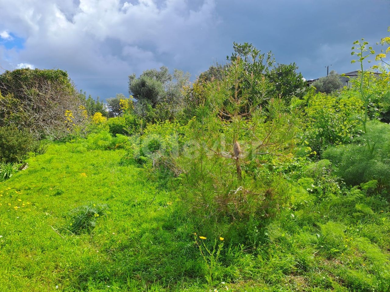 1 decare land with zoned development and sea view for sale in Sipahi