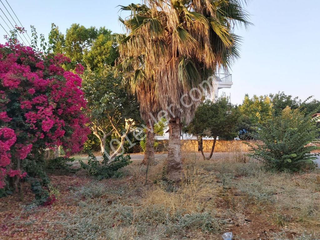 Girne Lapta da 3 yatak odalı villa