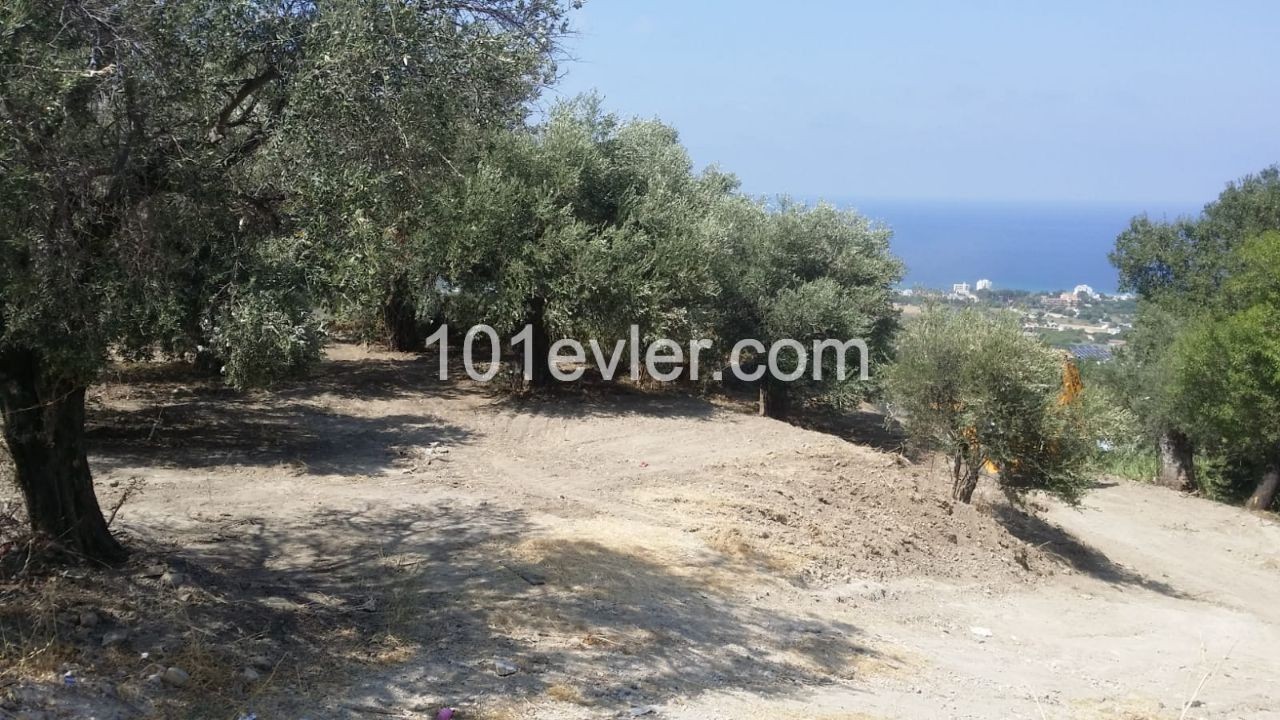 Residential Zoned Plot For Sale in Lapta, Kyrenia