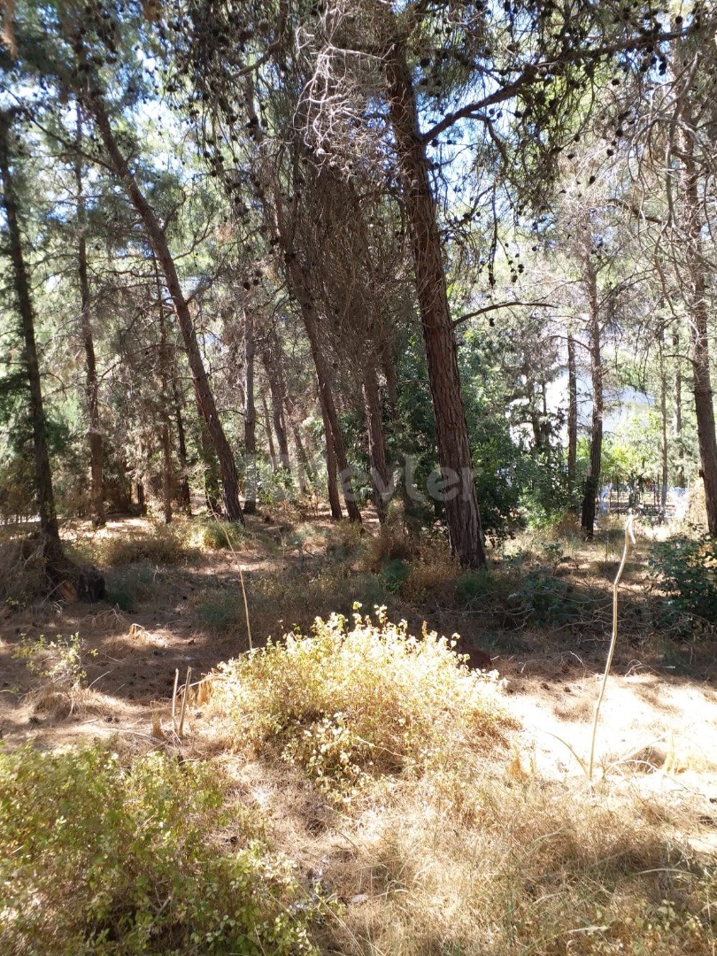 Girne/Bogaz’da Cam Agaclari Arasinda Satilik Turk Mali Arsa